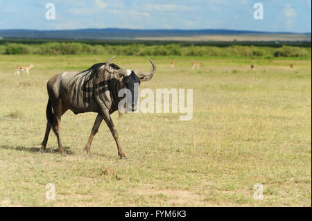 Gnous fonctionnant sur plaines poussiéreuses ( Connochaetes taurinus ; ) - Afrique du Sud Banque D'Images