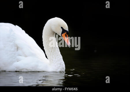 Baignade dans le lac des cygnes Banque D'Images