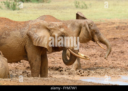 Grand éléphant au parc national du Kenya, Afrique Banque D'Images