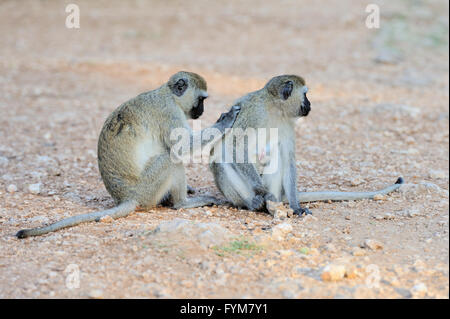 Deux singes vervet, parc national du Kenya, Afrique Banque D'Images