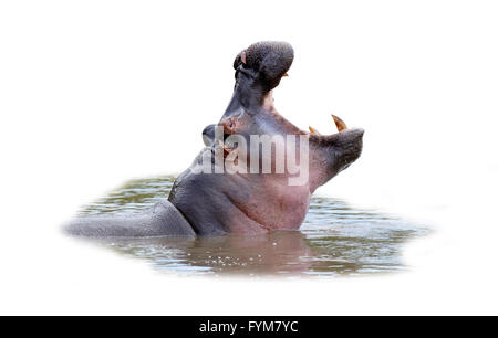 Hippo dans l'eau, l'Afrique. Hippo sur fond blanc Banque D'Images