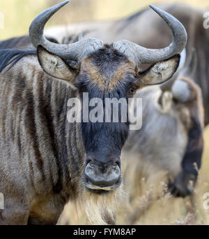 Portrait d'un gnou, parc national du Kenya, Afrique Banque D'Images