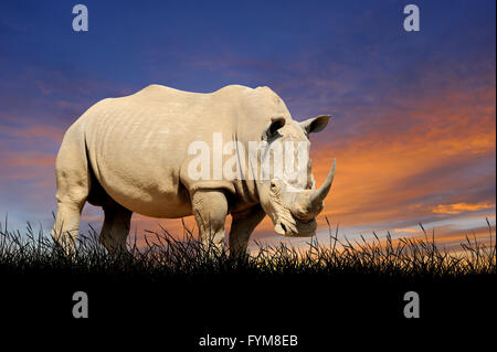 Rhino contre sur le fond de ciel de coucher du soleil Banque D'Images