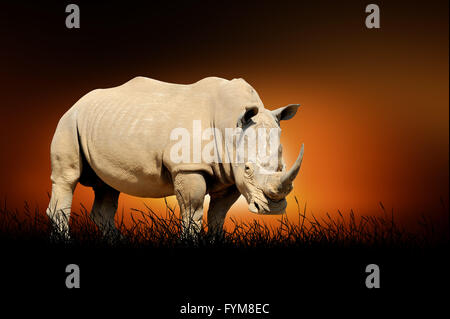 Rhino contre sur l'arrière-plan de soleil africain Banque D'Images