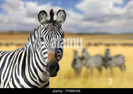 Zebra sur les herbages en Afrique, parc national du Kenya Banque D'Images