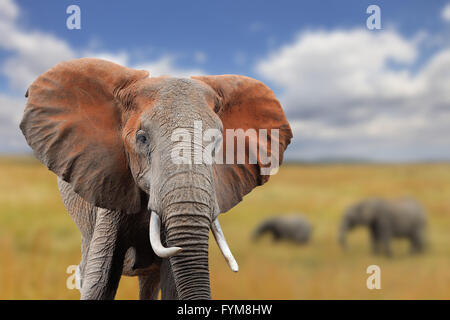 Sur l'éléphant d'Afrique de savane, parc national du Kenya Banque D'Images