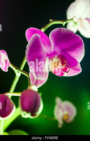 Orchidée fleur sur fond noir Banque D'Images