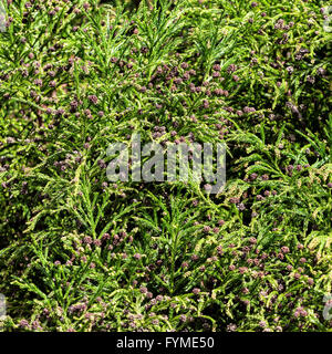 Branches épineuses vert avec des bosses de conifère Banque D'Images