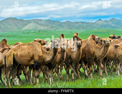 Troupeau de chameaux de Bactriane (Camelus bactrianus) l'itinérance dans la steppe mongole, Mongolie Banque D'Images