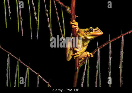 Homme de la Jordanie néotropicale casque-tête grenouille d'arbre (Trachycephalus jordani), réserve biologique, l'Équateur Jorupe Banque D'Images