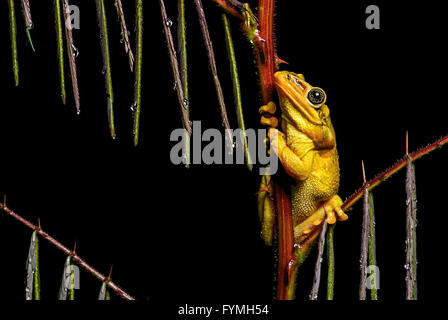 Homme de la Jordanie néotropicale casque-tête grenouille d'arbre (Trachycephalus jordani), réserve biologique, l'Équateur Jorupe Banque D'Images