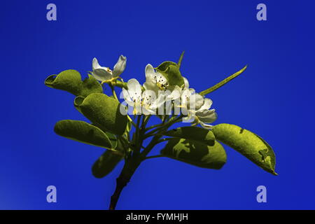 Commune européenne ou poire, Pyrus communis, fleurs Banque D'Images