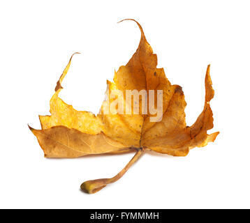 Feuille d'érable orange vif sur fond blanc Banque D'Images