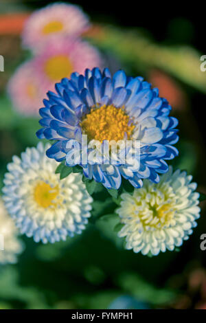 China Aster Callistephus chinensis Fleurs , Banque D'Images