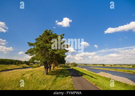 La piste cyclable d'Oder-Neisse à fleuve Oder, Hohensaaten Banque D'Images