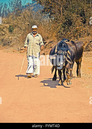 Les buffles avec un buffle shepherd Banque D'Images