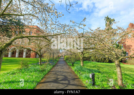 Beaux endroits autour de la célèbre Selwyn College à l'Université de Cambridge, Royaume-Uni Banque D'Images