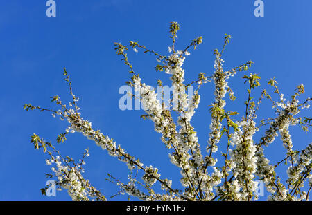 Au printemps, on voit des cerisiers en fleur dans un verger sauvage, dans un ciel bleu presque clair. Banque D'Images