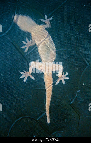 Gecko Hemidactylus frenatus, maison Banque D'Images