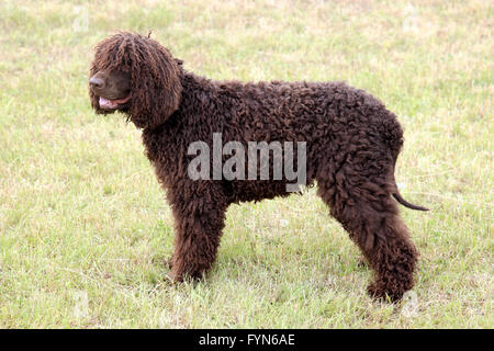 Irish Water Spaniel typique dans le jardin au printemps Banque D'Images