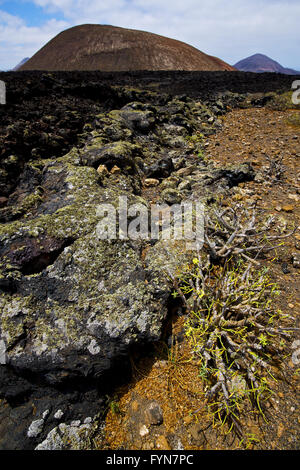 Bush flower dans timanfaya volcanique los volcanes Banque D'Images