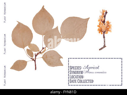 Herbier de l'abricotier pièces pressées. Les feuilles, brindilles et fleurs de l'abricotier isolated on white Banque D'Images