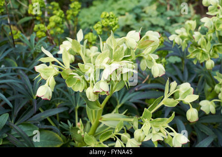 (Helleborus argutifolius hellébore) croissant dans Spring garden parterre. UK. Banque D'Images