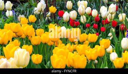 Belle et tulipes colorées en blanc, rouge et jaune au printemps en fleurs Banque D'Images