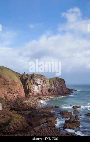 La côte près de St Abbs, Berwickshire, en Écosse. Banque D'Images