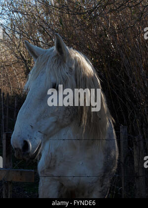 Cheval de Camargue (Equus caballus), les Saintes Maries-de-la-Mer, Camargue, France, Europe Banque D'Images