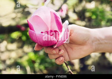 Close-up main femme fleur rose détient de magnolia dans le jardin Banque D'Images