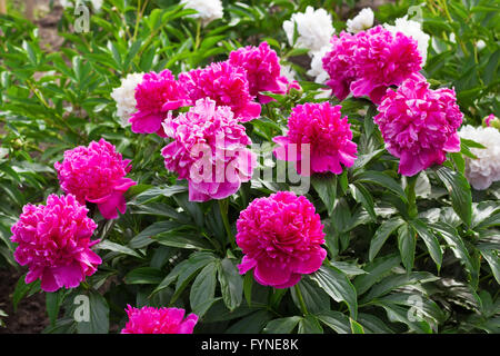 Beaucoup de pivoines rose dans le jardin au printemps Banque D'Images