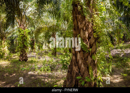 La plantation de palmier à huile (Elaeis guineensis). nord rural Sabah, Bornéo Malaisie Banque D'Images