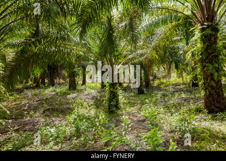 Explique son le palmier à huile (Elaeis guineensis). nord rural Sabah, Bornéo Malaisie Banque D'Images