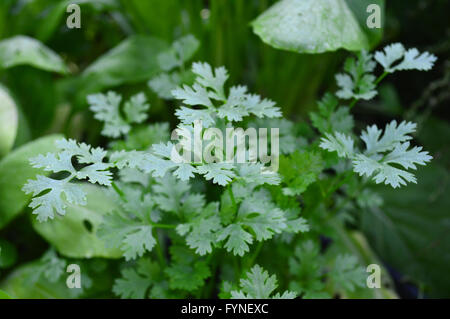 La coriandre, Coriandrum sativum, de la famille des Apiaceae, centrale de la Thaïlande Banque D'Images