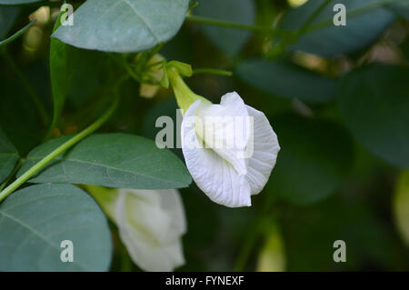Pigeonwings asiatique blanche fleur, Clitoria ternatea, famille des Fabaceae, centrale de la Thaïlande Banque D'Images