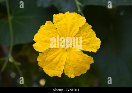 Fleur, Luffa Luffa sp., de la famille des Cucurbitaceae, centrale de la Thaïlande