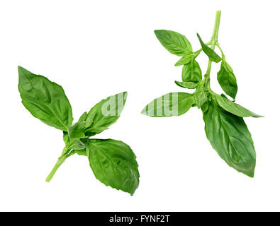 Deux paires de feuilles de basilic vert isolé sur un fond blanc sans aucune ombre. Banque D'Images