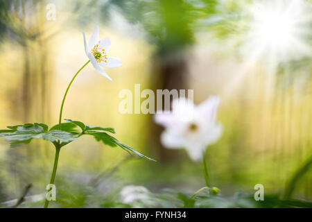 Forêt de printemps fleurs des conte de fées. Anémone des bois fleurs sauvages tapissent le sol de la forêt alors que le soleil éclate à travers la canopée. Banque D'Images