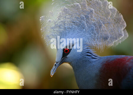 Beau Bleu Pigeon Goura couronné (close-up) Banque D'Images