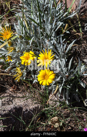 Gazania rigens, Banque D'Images