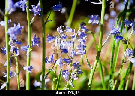 Bluebells (Hyacinthoides non-scripta) Banque D'Images