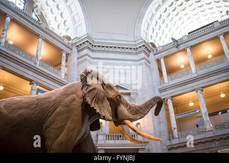 WASHINGTON DC, États-Unis — Un éléphant d'Afrique grandeur nature domine la rotonde du Musée national d'histoire naturelle Smithsonian. Cette exposition emblématique, placée au centre du hall principal du musée, sert d'introduction frappante au monde naturel et aux vastes collections du musée de spécimens du monde entier. Banque D'Images