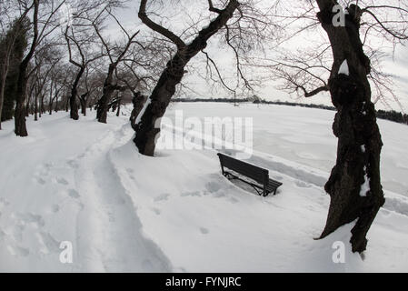 WASHINGTON DC — des cerisiers dormants bordent les rives du bassin des marées gelées dans le parc West Potomac après le blizzard historique de janvier 2016. Le Jefferson Memorial est visible au loin à travers le paysage enneigé. Les arbres, un cadeau du Japon en 1912, sont au centre du festival annuel du printemps de la ville. Banque D'Images