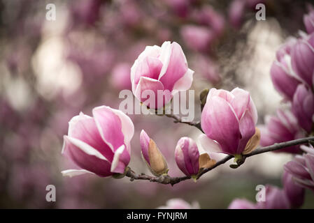 WASHINGTON DC, États-Unis — les magnolias de soucoupe fleurissent au George Mason Memorial au début du printemps. Le jardin commémoratif, dédié à l'un des pères fondateurs de l'Amérique, présente des plantations formelles et des arbres à fleurs. Ces magnolias sont l'une des premières expositions printanières de Washington, fleurissant généralement avant la floraison des cerisiers. Banque D'Images