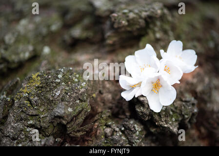 Cerisier en fleurs sur un tronc d'arbre à Washington DC / WASHINGTON DC — Un gros plan montre un groupe de cerisiers en fleurs poussant directement à partir du tronc noueux d'un vieil arbre le long du bassin de marée. Ce détail souligne l'âge des cerisiers Yoshino, dont beaucoup datent du cadeau original du Japon en 1912. Ces arbres à fleurs sont au centre du festival annuel National Cherry Blossom. Banque D'Images