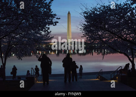 WASHINGTON DC — visiteurs et photographes se rassemblent le long du Tidal Basin avant le lever du soleil pour admirer les fleurs de cerisiers. Le Washington Monument est visible au loin, encadré par les arbres qui étaient à l'origine un cadeau du Japon en 1912. La floraison annuelle est au centre du festival national des cerisiers en fleurs. Banque D'Images