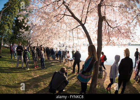 WASHINGTON DC — des cerisiers en fleurs bordent le bassin de Tidal Basin alors que des foules de visiteurs se rassemblent pour assister à l'événement saisonnier. Le Jefferson Memorial est visible au loin de l'autre côté de l'eau, encadré par les arbres à fleurs qui ont été un cadeau du Japon en 1912. Banque D'Images