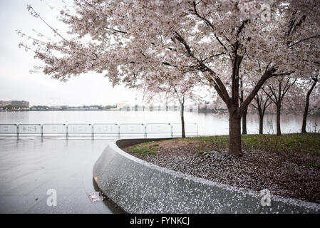 WASHINGTON DC, États-Unis — les pétales tombent des fleurs de cerisier. Les célèbres cerisiers en fleurs de Washington DC, et cadeau du Japon en 1912, en pleine floraison autour du Tidal Basin. La floraison maximale attire chaque année des centaines de milliers de touristes à Washington DC chaque printemps. Banque D'Images