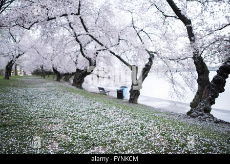 WASHINGTON DC, États-Unis — les pétales tombent des fleurs de cerisier. Les célèbres cerisiers en fleurs de Washington DC, et cadeau du Japon en 1912, en pleine floraison autour du Tidal Basin. La floraison maximale attire chaque année des centaines de milliers de touristes à Washington DC chaque printemps. Banque D'Images